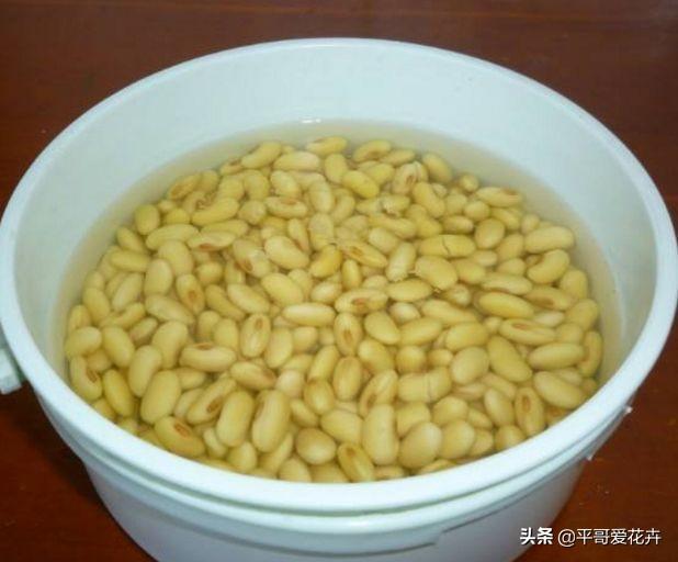 绿萝多久浇一次水比较好，绿萝多久浇水一次（“2种肥水”换着浇）