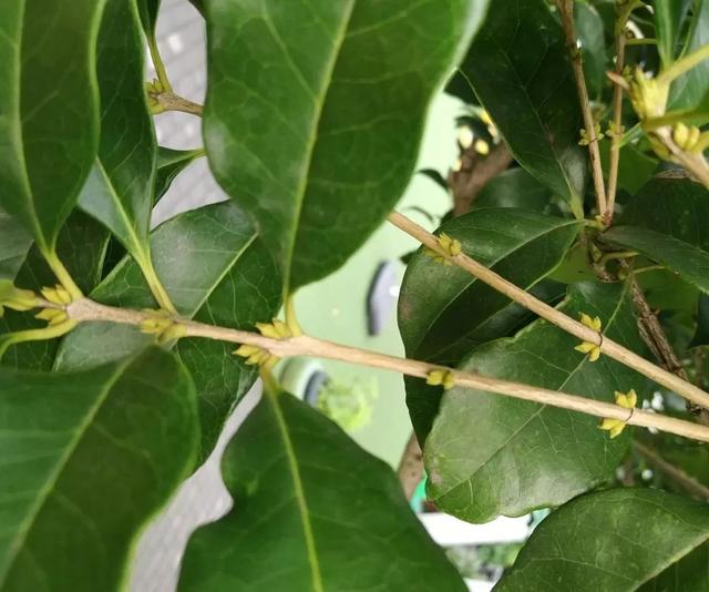 关于桂花的资料，桂花的资料（满园飘逸桂花香）