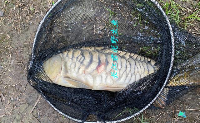 三道鳞鱼为什么不能吃，三道鳞可以吃吗（浙江男子河里钓了条大鲤鱼）