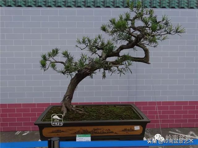 台湾罗汉松，飘逸优雅的海岛罗汉松盆景（台湾罗汉松的养殖方法和注意事项）