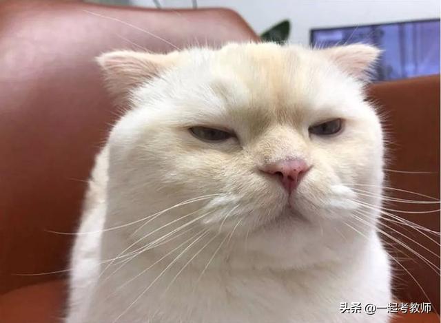 教师招聘考什么，教育类事业单位招聘考什么（教招4大难题答案在这里）