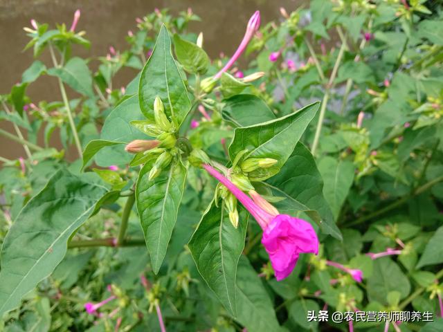 胭脂花根的功效与作用，胭脂功效与作用（用它煮水厉害啦，根比花价值高）