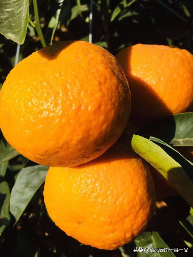 水果园里有哪些水果，水果园里有什么水果（云南大理水果园有些什么水果呢）