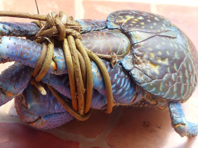 关于椰子蟹介绍，关于椰子蟹介绍的作文（如今在当地居民餐桌上挣扎）