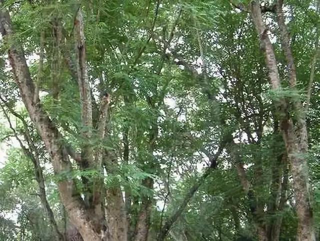 树木名称，知识，铁刀木与铁力木的区别（100种树木名称）