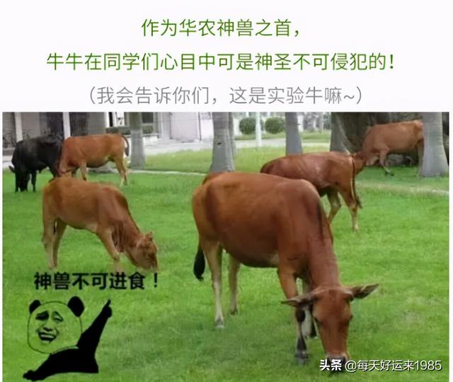 广州的大学有哪些，广州有什么大学（在广州的大学有哪些）