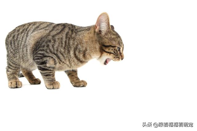 猫咪吐了没消化的猫粮，猫忽然吐没有消化的猫粮（有可能是这几种情况造成的）