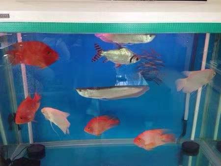 红鹦鹉鱼，想要把鹦鹉鱼养红关键在于养功（红鹦鹉鱼的饲养方法）