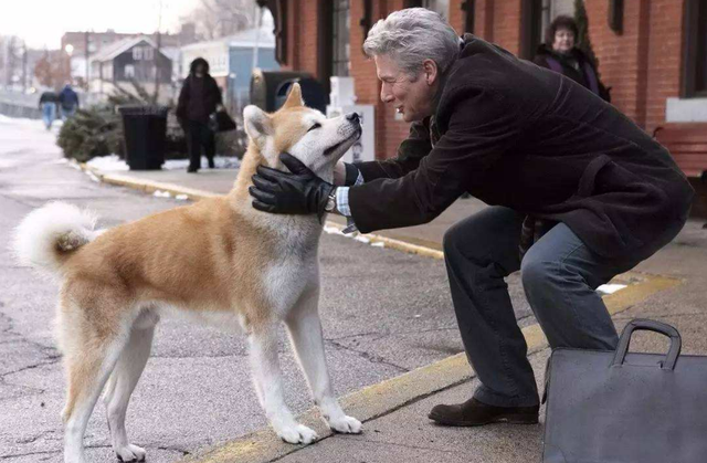 适合家养的中小型犬是什么，适合家里养的中型犬有哪些（占地不大而且还忠诚）