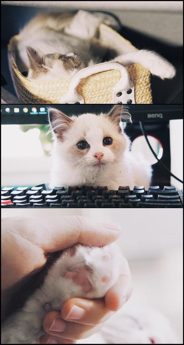 布偶猫头像微信，布偶猫头像（能吃两碗辣椒）