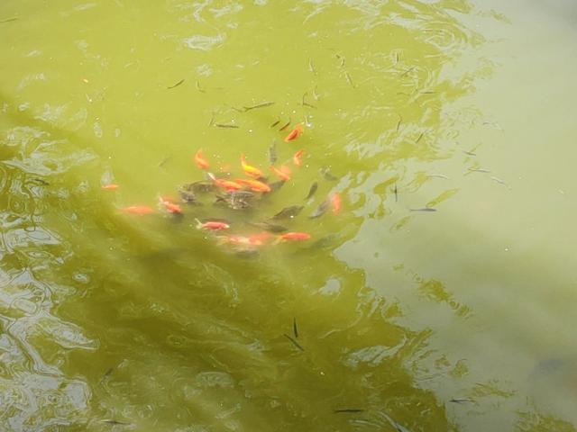 太原迎泽公园在哪儿，太原市内最大公园