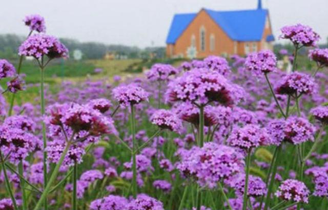 郑州薰衣草庄园，等夏天来了一起去看薰衣草