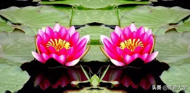 莲花的别称有哪些，莲花的别称有哪些拼音（ 太齐全太珍贵了）