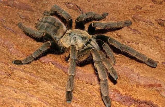 8种毒蜘蛛千万别碰，盘点世界十大最毒蜘蛛（世界十大毒性最强蜘蛛）