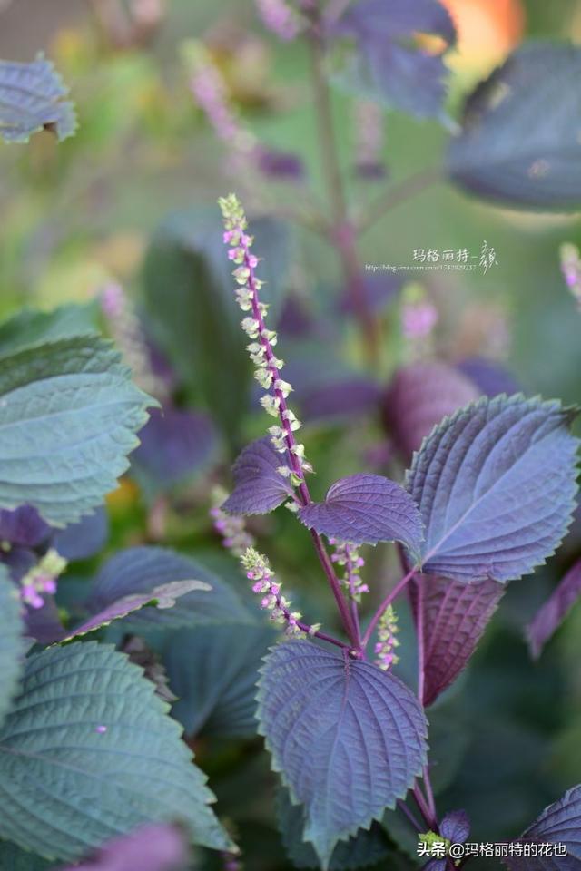 薰衣草如何过冬，薰衣草怎样过冬（西餐料理中常见的几种香草）