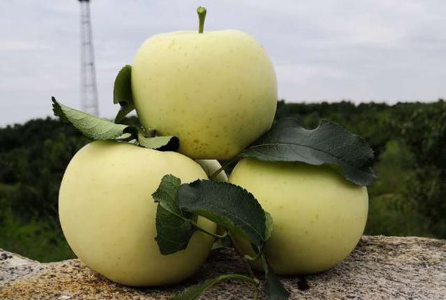 相见恨晚的5大珍果，四季珍果（相见恨晚的5大水果）