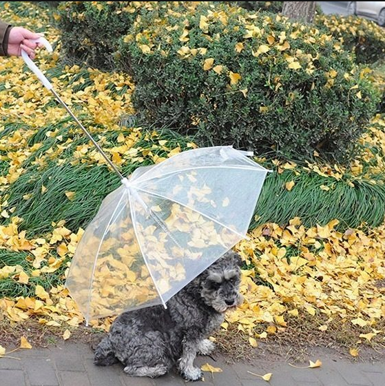 下雨天怎么遛狗厕所（下雨天卫生间臭的原因）