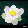 春满芹芹妹 头像