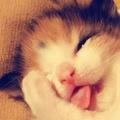 猫猫的精彩世界 头像
