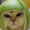 猫狗之爱 头像