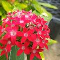 心悦花园 头像