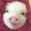 动漫小猪猪 头像