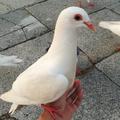 小鸟在雕背上 头像