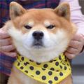 鑫杰科影视 头像