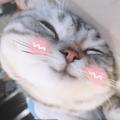 嚣萌萌 头像