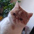 萌宠猫菲菲 头像