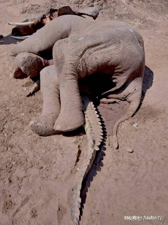 大象死后象冢图片图片