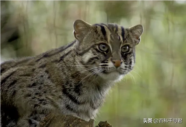 猫科动物有哪些，38种猫科动物大全（它们的分布概况和生存现状如何）