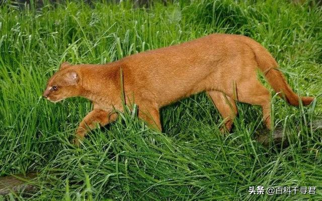 猫科动物有哪些，38种猫科动物大全（它们的分布概况和生存现状如何）