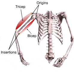 筋痛怎么办，膝盖后面的腿窝筋痛怎么办（肌腱和韧带有什么区别）
