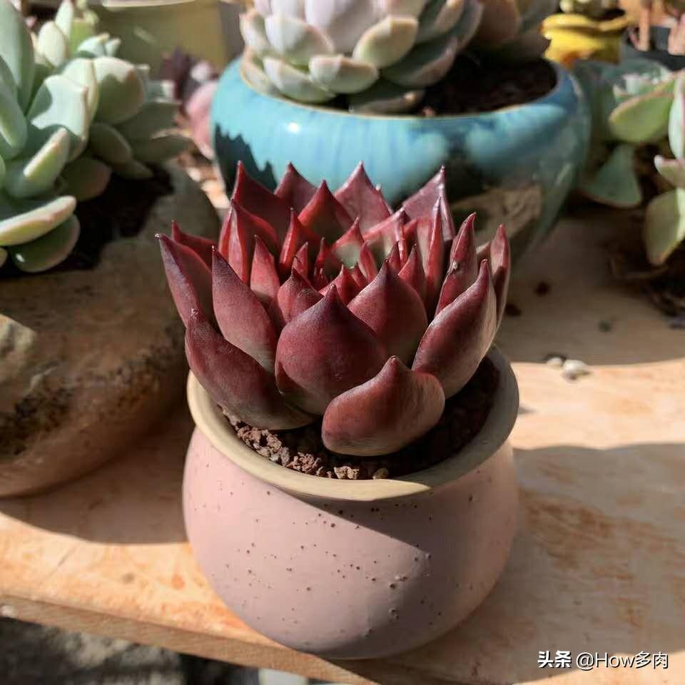 东云图乐多少钱(养肉人不能错过的东云系多肉植物) - 价格百科