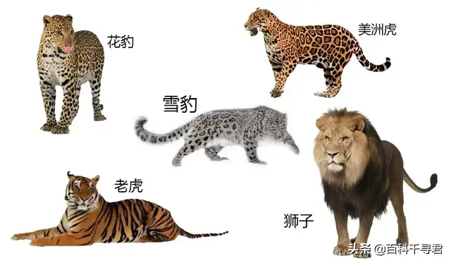 猫科动物有哪些，38种猫科动物大全（它们的分布概况和生存现状如何）