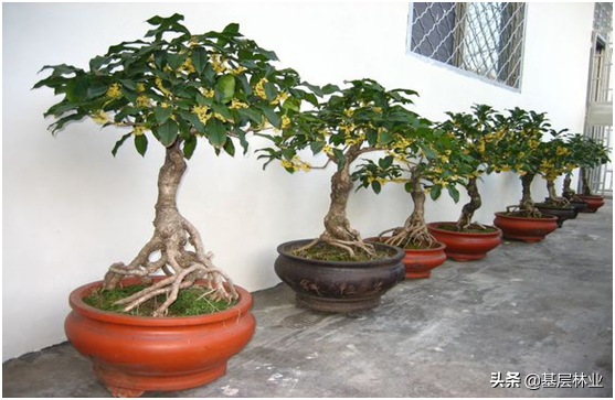 金桂有什么特点，金桂有什么特点简单描述（金桂、银桂、丹桂）