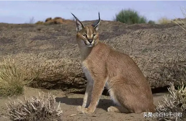 猫科动物有哪些，38种猫科动物大全（它们的分布概况和生存现状如何）