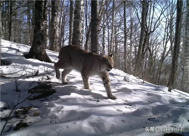 猫科动物有哪些，38种猫科动物大全（它们的分布概况和生存现状如何）