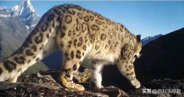 猫科动物有哪些，38种猫科动物大全（它们的分布概况和生存现状如何）