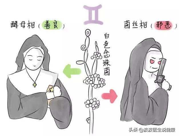 细菌和病毒有什么区别，细菌真菌病毒特效药（真菌、细菌、病毒的区别是什么）