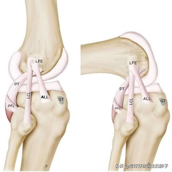 筋痛怎么办，膝盖后面的腿窝筋痛怎么办（肌腱和韧带有什么区别）