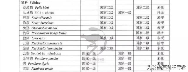 猫科动物有哪些，38种猫科动物大全（它们的分布概况和生存现状如何）