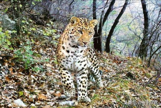 猫科动物有哪些，38种猫科动物大全（它们的分布概况和生存现状如何）