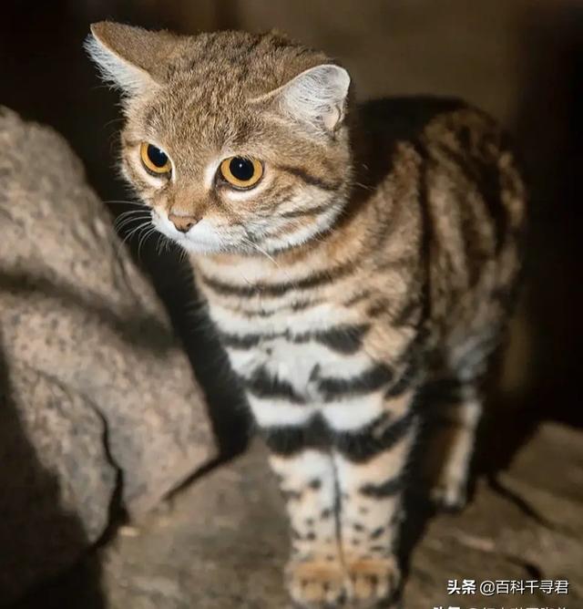 猫科动物有哪些，38种猫科动物大全（它们的分布概况和生存现状如何）