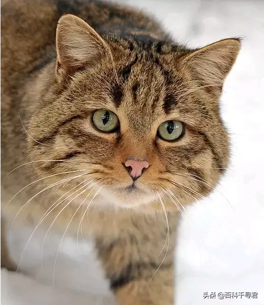 猫科动物有哪些，38种猫科动物大全（它们的分布概况和生存现状如何）