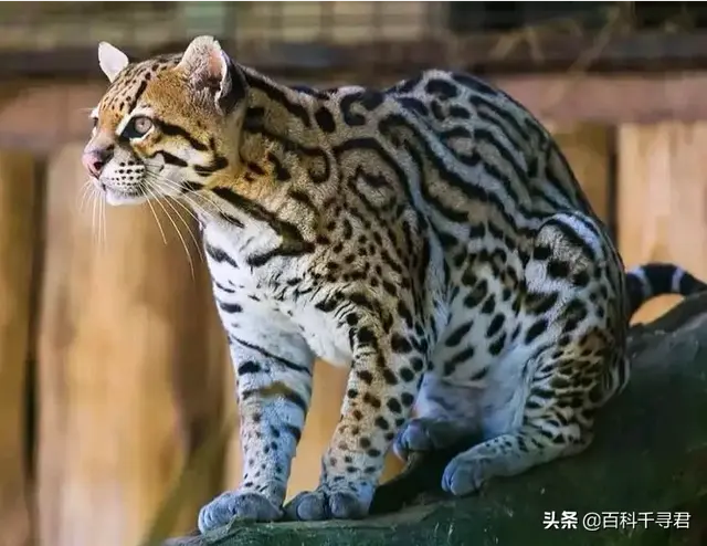 猫科动物有哪些，38种猫科动物大全（它们的分布概况和生存现状如何）