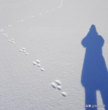 兔子怕冷还是怕热，兔子怕热怎么办（农村老人说兔子到了冬天最怕下雪了）