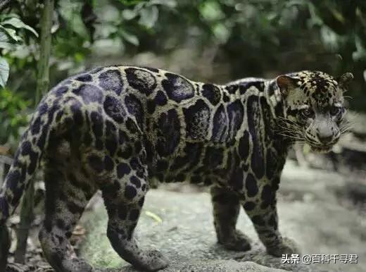 猫科动物有哪些，38种猫科动物大全（它们的分布概况和生存现状如何）