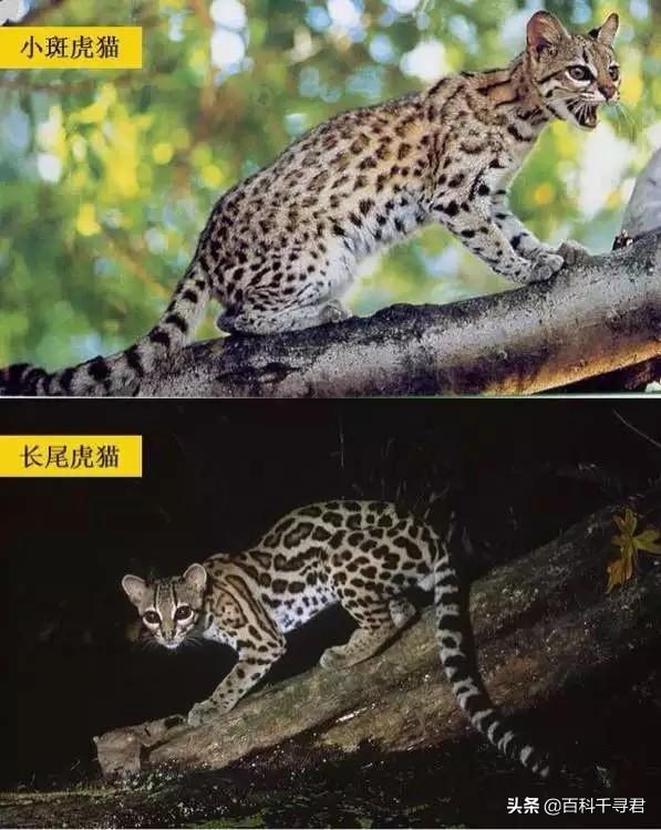 猫科动物有哪些，38种猫科动物大全（它们的分布概况和生存现状如何）